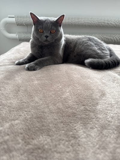 A gray cat with orange eyes is nestled on a textured, light gray blanket. The cat is positioned vertically in the frame, with its head looking directly at the camera, and its body extended downwards along the side of the blanket. Its tail is curled upwards behind its back. To the left of the cat, partially visible, is a white radiator with horizontal ridges. The background is a plain white wall, suggesting an indoor setting. The lighting indicates it is daytime, possibly near a window, as evidenced by the soft shadows and highlights on the blanket and the cat's fur. The cat appears alert and curious. There is no visible text in the image. The location context is Zielona Góra, Poland.