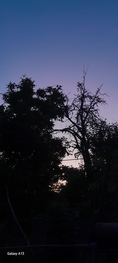 A silhouette of trees against a twilight sky is captured in this vertical, full-frame photograph. The sky transitions from a deep blue at the top to a lighter purple and pink hue near the horizon, indicating the end of the day. In the foreground, dark silhouettes of dense foliage and a bare, gnarled tree dominate the scene. The lighting suggests it is either dawn or dusk. The bottom left corner of the image displays the text "Galaxy A13," indicating the device used for capture. The overall impression is one of a natural landscape at a transitional time of day. The location is identified as Rashkov, Moldova.