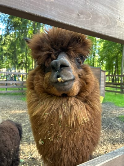 An alpaca with shaggy brown fur and exposed lower teeth is looking at the camera from behind a wooden fence in Lapshinka, Russia. The alpaca's face is the primary focus, with its dark eyes and nostrils visible. The background consists of a grassy area with trees and a wooden fence, suggesting an outdoor enclosure or farm. Another dark-colored animal, possibly a younger alpaca or llama, is partially visible to the left of the frame. The overall scene appears to be taken during daylight.