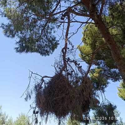 An upward-angle shot captures a pine tree against a clear blue sky. The tree's trunk, textured with rough bark, is prominent, with its branches extending outwards. Some branches are laden with dense green pine needles, while others are bare and twisted, creating a stark contrast. A large, tangled mass of dry twigs and pine needles hangs from a central branch, resembling a large bird's nest or a clump of debris. Pine cones are visible scattered among the branches and within the tangled mass. The bottom right corner of the image shows a partial overlay of white text, reading "26.06.2026 10:09". The scene appears to be outdoors, with hints of other trees and foliage in the background. The overall impression is a natural, outdoor setting, possibly a park or wooded area within the city of Terlizzi, Italy. No people or animals are visible in the frame.