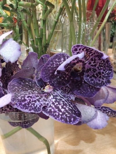 The image shows a close-up of a bouquet of purple and white Vanda orchids. The orchids are in a clear glass vase, and their stems are visible submerged in water. In the background, out-of-focus green bamboo stalks are arranged in separate glass vases, suggesting a floral arrangement. The overall scene is a still life of flowers, likely indoors in a well-lit environment, possibly a florist shop or a home. There are no people present in the image, and no specific location in Vila Nova de Famalicão, Portugal can be identified from the visual information provided.