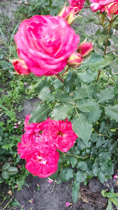 This is a close-up, high-angle shot of vibrant pink roses in bloom, set against a backdrop of lush green foliage and dark soil. The roses are the primary subjects, with one large, fully opened rose on the left, its petals softly unfurling. To the right, a cluster of three smaller, also blooming roses, their petals a rich fuchsia, are visible, with hints of yellow and white at their centers. Several rosebuds, in various stages of development, are scattered throughout the frame, some showing the pink hue of the petals and others still in their green bud stage, tipped with yellow.
The leaves of the rose bush are a deep green, with serrated edges, and appear healthy and glossy, catching the light. The ground beneath the roses is dark, rich soil, interspersed with patches of smaller green plants and fallen rose petals.
The image appears to be taken outdoors during daylight hours, given the natural lighting on the flowers and leaves. There are no people or specific objects other than the flora. The scene is a garden or a natural setting where roses are growing. The overall impression is one of natural beauty and the peak of flowering season. The location context is Zhytomyr, Ukraine. There is no visible text in the image.