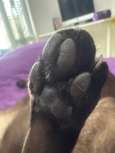 A close-up, upward-facing shot reveals the underside of a dark-furred cat's paw, prominently featuring its paw pads and claws. The paw is in sharp focus, showcasing distinct dark, leathery toe beans and a larger metatarsal pad. Light-colored claws are visible extended from between the fur-covered toes. Tufts of dark fur surround the paw pads, contrasting with their smooth texture.

The rest of the cat's body, primarily light brown or tan fur, is visible in the upper right background, heavily blurred and out of focus. Behind the paw, a soft purple fabric or object is visible, also out of focus, suggesting an indoor setting. Further in the blurry background, light-colored, indistinct shapes hint at furniture or a wall. The photo is taken from a low angle, looking up at the cat's paw. No specific activity is depicted; the paw appears to be relaxed or resting. There is no visible text in the image. The scene is likely set indoors, potentially in a home in Ramat Gan, Israel.