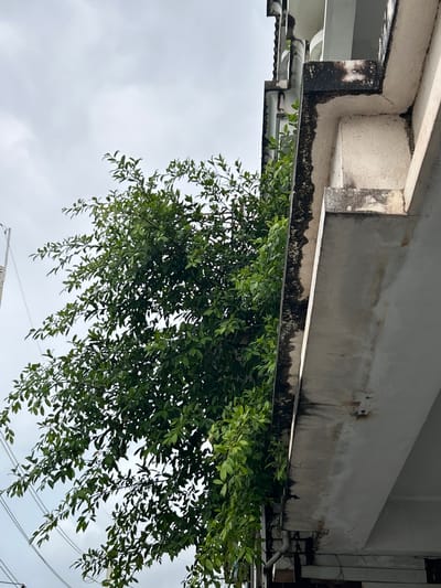This image captures a view from below of a concrete overhang of a building, with lush green foliage of a tree cascading downwards. The concrete structure appears weathered, showing signs of age and staining, particularly along the edge where it meets the greenery. Dark, sooty marks are visible, suggesting water runoff or accumulated dirt.
Beneath the overhang, a dense canopy of green leaves belonging to a tree obscures the view, with some branches extending into the frame. The leaves are small and numerous, creating a textured appearance. The tree's branches droop slightly, giving a sense of abundance and natural growth.
The sky above is overcast, with a dull, cloudy appearance. The lighting suggests it is daytime, likely a cloudy or overcast day, which contributes to the muted colors in the scene. The perspective is from a low angle, looking up at the building and the overhanging tree.
The image composition focuses on the interplay between the man-made structure and the natural elements. There are no people visible in the frame. Some utility wires are visible in the background, crisscrossing against the sky, adding a touch of urban context to the scene. The overall mood is one of slightly aged urban nature, where vegetation is reclaiming or growing alongside built structures. No visible text is present in the image.