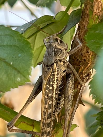 A close-up, eye-level, vertical shot captures a large insect, possibly a grasshopper or cricket, clinging to a thorny branch. The insect is positioned in the center of the frame, oriented vertically with its head towards the top. Its body is predominantly brown and beige with intricate, dark patterned markings. Long, segmented legs are visible, with the hind legs appearing particularly robust. The insect's antennae are long and thin, extending upwards. It is surrounded by lush green leaves, some of which are slightly out of focus. The branch it is clinging to is rough and brown with sharp thorns. The background is a soft blur of light green and beige, suggesting an outdoor, natural environment. There are no people or any indication of human presence. This image was taken in the city of Krasnyye Barrikady, Russia.