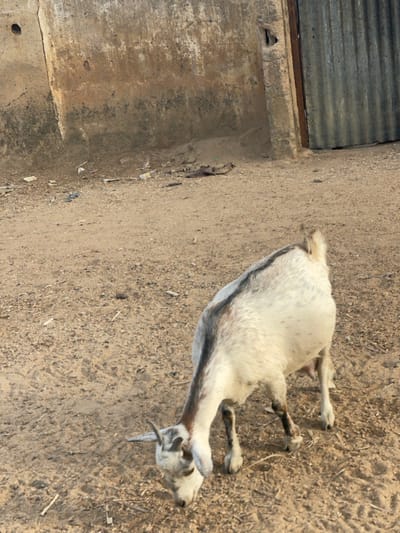 A goat rests on dry ground beside a concrete structure with a corrugated metal roof. The goat has a white coat with gray and black markings and small, curved horns. It is lying down, its legs stretched out to the side. The ground appears to be a mix of dirt and small rocks. The concrete structure is aged and weathered, showing signs of wear and discoloration.