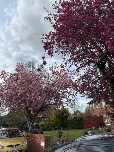 A vibrant spring scene captures a residential street or garden, characterized by two large trees in full bloom against a cloudy sky. The image is oriented vertically, showing the ground to the right and the sky to the left.
In the upper portion, a large tree displays dense clusters of deep magenta-pink blossoms, its branches reaching across the frame. Below and to the right of this, another tree is covered in delicate light pink blossoms, resembling cherry or plum trees. The sky is largely overcast with patches of lighter clouds visible between the branches.
Towards the middle and bottom right, a traditional brick house with white-framed windows is visible behind a well-maintained garden. The garden features green lawns, various shrubs, and a tall wooden fence or gate. A dark-colored car, possibly grey or black, is partially visible on the far right, reflecting the sky. In the bottom right corner, a yellow Mazda car is parked, with its license plate "DY08 ZGY" partially visible. Attached to a brick pillar or wall near the yellow car, a small white sign clearly states "RESIDENTS PARKING ONLY".
The setting appears to be a typical residential area, likely in the UK given the car registration and architectural style, during a bright but overcast spring day.