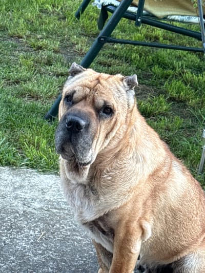 A light brown dog, possibly a Shar-Pei mix, sits on a concrete surface in front of a grassy area. The dog's face is wrinkled, and its ears are folded down. Behind the dog, a green metal chair frame is visible, with a beige patterned fabric draped over it. The ground consists of a patch of concrete and a larger area of green grass, typical of an outdoor setting. The image does not contain any information that would indicate its location in Zornitsa, Bulgaria.