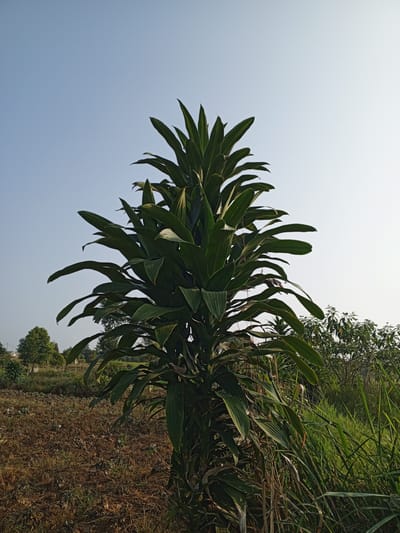 The image depicts a large, leafy green plant prominently centered in the frame, set against a clear, pale blue sky. The plant features numerous long, lance-shaped leaves that are dark green and arranged in a spiral pattern around a thick stem. The leaves are slightly curved and hang downwards, giving the plant a full and bushy appearance.
The ground surrounding the plant is a mixture of dry, brown soil and sparse, dry grass. In the background, to the left of the main plant, a few smaller trees with rounded canopies are visible. Further in the distance, the landscape appears to be agricultural or rural, with evidence of cultivated fields and more vegetation. To the right of the main plant, a dense patch of tall, green grass and other assorted green plants creates a contrast with the drier ground. The lighting suggests it is daytime, possibly morning or late afternoon, given the soft, even illumination. The overall scene is natural and appears to be an outdoor environment in a rural setting, consistent with locations like Bellanneoya, Sri Lanka, which are known for their greenery and agricultural landscapes. No people or animals are present in the image.