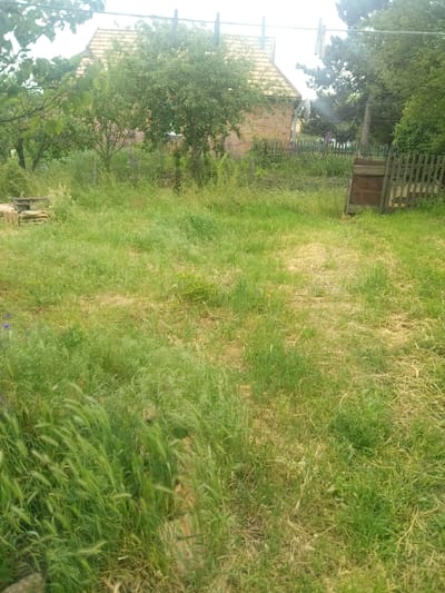 The image depicts an outdoor scene in Zelenyi Hai, Ukraine, characterized by an overgrown, unkempt yard or field. The foreground and midground are dominated by tall, green grass and various weeds, with some areas exhibiting lighter, drier, or trampled vegetation, suggesting footpaths. On the far left midground, partially obscured by the foliage, are stacked objects resembling wooden pallets or building materials. Towards the right midground, a weathered wooden picket fence, appearing partially broken, extends into the background. A dark, rectangular wooden panel or door leans against the right side of this fence. In the background, a single-story house with a light-colored, possibly terracotta-tiled, gabled roof is visible, its walls appearing to be light-colored brick or stucco. The house is partially obscured by numerous trees and dense green foliage. Above the house and trees, a taut clothesline with several white clothespins attached to it stretches horizontally across the frame. The sky is bright and overcast, providing diffused light. No people or animals are visible in the scene.