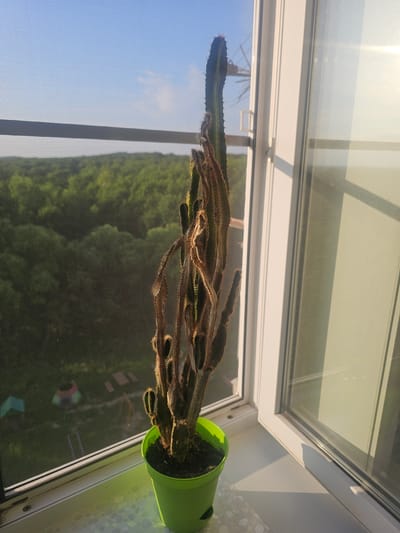 A tall, slender cactus in a bright green plastic pot sits on a white windowsill. The cactus appears unhealthy, with significant portions of its stem withered and brown, while some smaller green shoots are visible towards the base. Through the window, a dense green forest stretches out under a bright blue sky with scattered white clouds. The sun is shining, casting a strong shadow of the window frame onto the sill and wall. The window is partially open, and a fine mesh screen is visible on the exterior, obscuring some of the distant view. The windowsill itself has a decorative, speckled pattern. The scene is set in the city of Таёжное, Russia, during daylight hours.