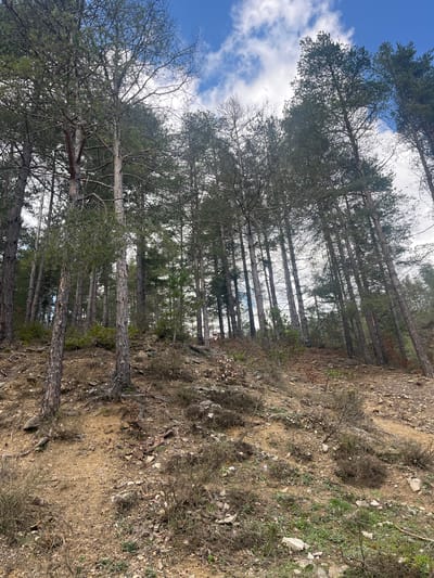 The image shows a hillside forest in Srednogortsi, Bulgaria. Tall, slender trees with green foliage stretch upwards, partially obscuring a sky with scattered clouds. The ground is covered in dry vegetation, including fallen leaves, twigs, and small rocks. The angle of the photograph makes the slope of the hill apparent. There are no people, subjects, objects, or actions in the scene. The environment suggests a natural, undisturbed area within the region of Srednogortsi.