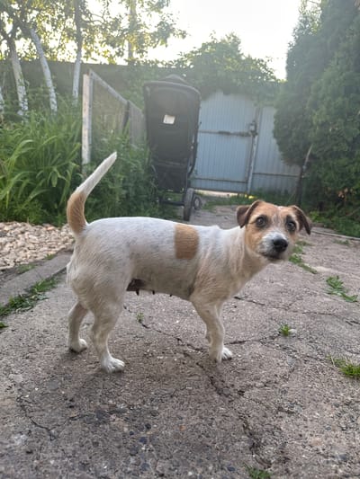 A medium shot shows a white and tan Jack Russell Terrier standing on a cracked concrete path in an outdoor setting. The dog is facing towards the right of the frame, with its head turned to look directly at the camera. Its fur is a mix of white with tan patches, including one prominent patch on its back and another on its head. The dog's tail is held high and curled slightly.
The background suggests a backyard or garden area. To the left, there is a patch of gravel and lush green foliage, with trees and a white-painted fence visible. In the center background, a dark-colored baby stroller is positioned near a corrugated metal gate. To the right, dense green trees form a backdrop. The lighting indicates it is daytime, possibly late afternoon, with sunlight filtering through the trees, creating a slightly hazy effect. The environment appears to be a residential outdoor space, likely in a suburban or rural area given the presence of the garden and gate. There are no visible people in the image. The city of Эстачи, Russia, is mentioned as the location, which contextualizes the scene as a typical Russian backyard.