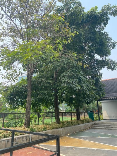 The image depicts an outdoor scene in the city of East Jakarta, Indonesia, with several large trees dominating the foreground. The trees have full canopies of green leaves, with some branches showing fewer leaves, suggesting a transition in seasons or a specific type of tree. Behind the trees, a low, grey concrete wall topped with a fence encloses a planted area with low-lying green and reddish-variegated plants. Further back, a field of green crops or vegetation is visible. To the right of the trees, a portion of a building with a dark, corrugated roof and light-colored walls is visible, along with a set of concrete stairs leading up to it. A green trash bin stands near the building. The ground in the foreground is a paved area with a multi-colored pattern of yellow, green, and grey. A black metal railing is visible in the lower left corner. The sky is a pale, hazy blue. No people are present in the image.