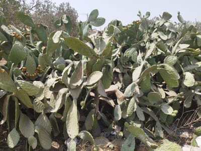 A dense cluster of prickly pear cacti (Opuntia species) dominates the foreground and midground in Dura, Palestinian Territory. The cacti feature numerous paddle-shaped, green to light-green pads, many of which bear ripe and developing fruits, primarily yellowish-orange. The ground beneath the cacti is dry, consisting of bare earth and scattered dead plant matter. In the background, indistinct green foliage of trees or large shrubs is visible under a clear, bright sky. No human subjects or discernible activity are present in the scene.
