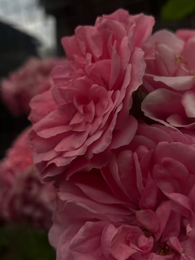 The image is a close-up, macro photograph of several pink roses, some in full bloom and others partially open. The petals are layered and ruffled, with a soft, velvety texture. The lighting is dim, creating a moody and intimate atmosphere. The background is dark and blurred, with hints of greenery and what appears to be a fence or lattice structure. The setting is likely a garden or outdoor space. There are no people visible in the image. The photograph does not provide any specific information about the city of Novopokrovskaya, Russia, or any details that would place it within that location.