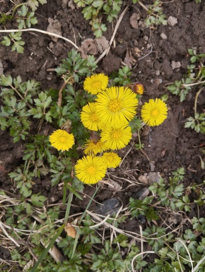 The image shows a patch of ground in an outdoor setting, possibly in Krasnogorskoye, Russia, given the prompt. The ground is composed of dark soil with interspersed green vegetation, including plants with small, parsley-like leaves and dried grasses. The focal point is a cluster of yellow flowers with a radial arrangement of petals, resembling dandelions. Some flowers are in full bloom, while others appear to be budding or partially opened. The scene conveys a natural environment with early spring flora.
