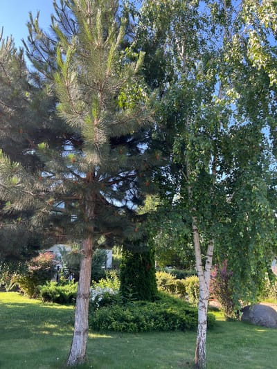 This is a medium-shot outdoor vertical photograph of a park or garden. Two trees, a pine on the left and a birch on the right, dominate the foreground. The pine tree has dark green needles and a rough, textured bark. The birch tree has white, peeling bark and many small, green leaves. In the background, there is a neatly mowed green lawn, various shrubs, and some flowering bushes. A large, dark gray boulder is visible on the right side of the frame, partially obscured by the birch tree. The sky is a clear, bright blue. The scene appears to be a well-maintained outdoor public space, possibly in the city of Plast, Univska, Russia, as indicated by the context. There are no people or animals visible in the image.