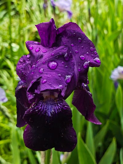 A close-up shot depicts a dark purple iris flower covered in water droplets. The flower is the central focus, with green foliage blurred in the background. The location is not determinable from the image alone. No people or interactions are visible.
