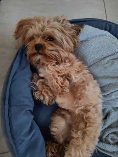 A small, fluffy, light brown dog is lying on its back in a dog bed. The dog bed is dark blue and appears to be made of soft fabric. There is a light blue, fuzzy blanket partially covering the dog bed. The dog's eyes are closed, and its paws are curled up. The dog appears to be sleeping. The background of the image is a tiled floor. The image was taken indoors. There is no information in the image that indicates it is located in Bol'shie Mkhi, Russia.