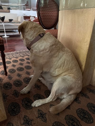 The image shows a light-colored dog sitting on a patterned rug in what appears to be a living room. The dog is facing away from the camera, with its head turned to the left. It is wearing a light brown collar. In the background, a white sofa and a wooden table with a vase are visible. The overall lighting suggests an indoor setting. The image is a photograph taken at eye level. The location is not identifiable from the image itself.