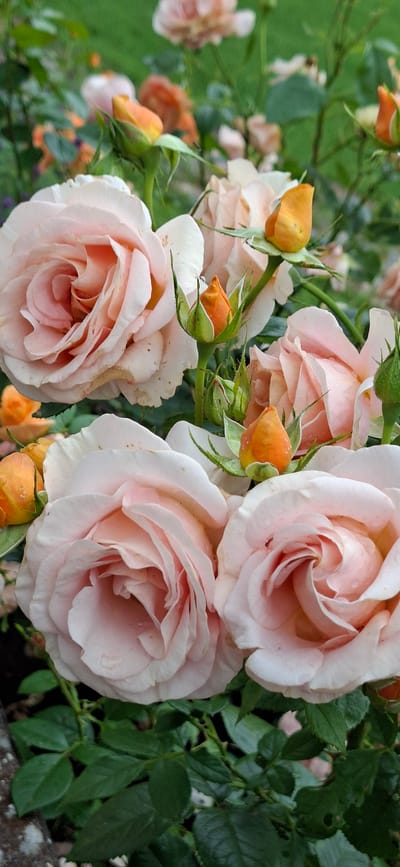 A close-up, vertical shot captures a cluster of pale pink roses, some fully bloomed and others in bud. The roses exhibit delicate, layered petals with subtle variations in color, ranging from soft pink to a peachy hue. Several orange-red rosebuds, tightly furled, are interspersed among the blooms. The flowers are wet, indicating recent rain or watering, with small water droplets visible on the petals and buds. Dark green foliage forms the background, with some leaves showing imperfections. The scene is likely an outdoor garden, possibly in Kohatu, Estonia, given the context. There are no people or discernible actions depicted.