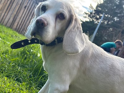 An off-center, close-up medium shot captures a white dog with floppy ears and a dark collar looking to the left. The dog is positioned in the foreground with lush green grass and a wooden fence in the background. The lighting suggests it is daytime, with the sun casting shadows and highlights. In the distance, two figures are visible, one wearing a green shirt. The environment appears to be an outdoor setting, possibly a park or backyard, given the presence of grass, trees, and a fence. The image quality is good, with clear details on the dog's fur and facial features.
