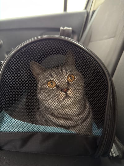 A gray tabby cat with bright orange eyes peers through the mesh front of a black pet carrier. The carrier is positioned on a seat inside a vehicle. The background shows the interior of a car, including a dark gray seat and a glimpse of a window. The lighting suggests it is daytime, possibly overcast given the soft illumination. The cat's expression is wide-eyed, looking directly at the camera.