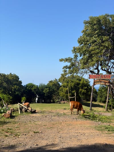 This image depicts a rustic landscape near Bukit Asah in Karangasem, Indonesia. A brown cow with white markings on its hindquarters is grazing on the left side of a dirt path, which occupies the foreground. Behind the cow, a grassy field stretches towards a cluster of trees. To the right, a wooden sign reads "BUKIT ASAH ZONA CAMPING CAMPERS VAN" in red and yellow letters. Additional trees and foliage are visible in the background, with a hint of the ocean in the distance. The sky is clear and blue.