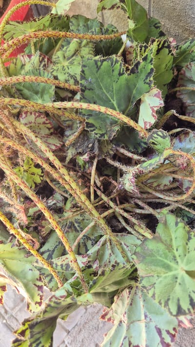 This is a close-up, eye-level, outdoor, medium shot of a begonia plant. The plant has large, patterned leaves in shades of green and maroon, with a central vein structure. The stems are thin and yellowish-green, covered in fine, white hairs and dotted with small red markings. Some of the leaves appear slightly dried or damaged at the edges. The plant is situated in a reddish-brown pot, partially visible at the top left, and rests on a surface that appears to be brick or stone pavers, visible in the lower part of the frame. The background is out of focus but suggests an outdoor setting. There are no people or animals present, and no discernable actions are taking place. The image does not provide any information about the specific location within the city of Butovo, Bulgaria.