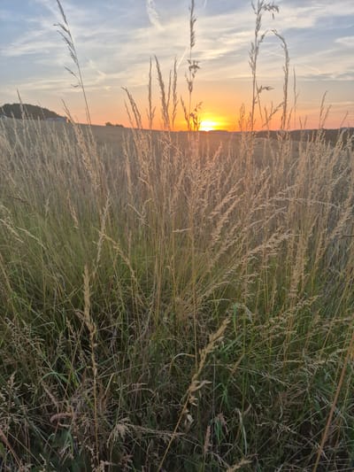 The image depicts a natural landscape at sunset, with a field of tall, dry grass in the foreground and middle ground. The grass is golden and brown, with some green interspersed, suggesting a late summer or early autumn setting. In the background, the sun is setting low on the horizon, casting an orange and yellow glow across the sky. The sky is partly cloudy, with wispy clouds. There is a gentle slope in the distant background, and a faint outline of trees or hills. The scene is peaceful and serene, with no visible people or man-made structures in the immediate vicinity, apart from a barely visible white building in the far distance on the left. The image appears to be taken in an outdoor, rural or park-like setting. There is no indication of the city of Trier, Germany within the image itself.