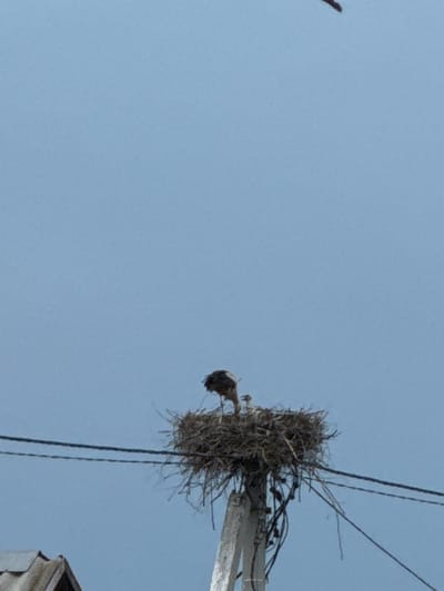 The image depicts a stork nest situated on top of a wooden utility pole against a clear blue sky in Лабжанскі сельскі Савет, Belarus. Within the substantial stick nest, one larger, dark-feathered bird is observed with its head lowered, alongside a smaller, lighter-colored chick. Several dark utility cables extend horizontally from the pole across the lower portion of the frame. A segment of a grey corrugated roof is partially visible in the lower-left corner. A small, dark, elongated object is discernible in the upper-right corner, possibly a bird in flight.