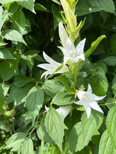 In Dubrovino, Russia, a close-up, eye-level, outdoor shot captures a cluster of white bell-shaped flowers, possibly Campanula, in full bloom. The flowers are surrounded by lush green foliage, with some leaves in sharp focus and others slightly blurred, creating a sense of depth. The lighting suggests it is daytime, with sunlight filtering through the leaves, casting shadows and highlighting the delicate texture of the petals. The background is predominantly green, with some darker, out-of-focus areas indicating the density of the surrounding vegetation. There are no people or animals visible in the frame. The overall impression is one of natural beauty and tranquility.
