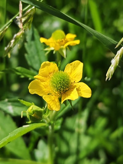 A close-up, vertical shot captures two yellow flowers with green centers, surrounded by lush green foliage and blades of grass. The foreground is dominated by a bright yellow flower, its petals slightly wilted and edged with a delicate texture. Its intricate, spiky green center is in sharp focus. To the left, a green bud is visible, also showing hints of yellow. In the background, another yellow flower is softly blurred, suggesting a gentle depth of field. Tall green grass blades frame the scene from the top and right, with some appearing to be seed heads. The overall impression is one of natural beauty and a serene outdoor environment. No specific location in Ичетовкины, Russia is indicated by the image.