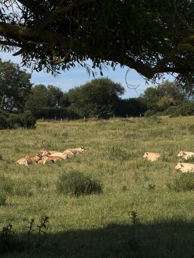 The image captures a serene rural scene in Hautot-sur-Mer, France, likely during the daytime as indicated by the clear sky and the quality of light. The photograph is oriented vertically, with a large, leafy tree dominating the left side of the frame, its branches reaching upwards and casting shadows. Beyond the tree, a vast, sun-drenched meadow stretches out, covered in lush green grass.

Scattered across the meadow are several light-colored cows. Three cows are clustered together in the lower right portion of the image, appearing to be resting or grazing. Further up the field, another cow is visible, standing alone. At the top of the meadow, two more cows are partially visible, suggesting a small herd. The cows are the primary subjects in the grassy expanse.

The background is filled with a line of dense green trees that forms a natural boundary to the meadow. The sky above is a clear, pale blue, hinting at fair weather. A thin fence line, possibly a pasture fence, is subtly visible running horizontally across the middle ground of the image, reinforcing the rural setting. The overall mood of the image is peaceful and tranquil, evoking a sense of natural beauty and simplicity. There is no visible text in the image.