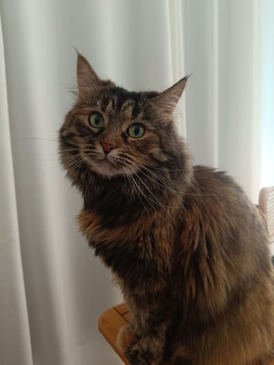 A long-haired cat with green eyes and brown tabby markings is sitting on a wooden chair in front of a white curtain. The cat is looking directly at the camera with a slightly curious expression. Its fur is thick and appears well-groomed. The background is softly lit, with the white curtain creating a diffused light. There is a hint of a light-colored woven chair in the upper right corner of the image. The scene appears to be indoors, possibly in a home. There is no discernible location in Vitoria-Gasteiz, Spain.
