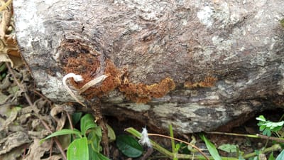 A close-up, high-angle shot shows a fallen tree trunk in Meunasahdayah, Indonesia. The trunk is covered in rough, textured bark with patches of gray and white lichen. Various growths, including fuzzy brown moss and a pale, curved structure resembling a delicate root or fungus, are attached to the bark. In the foreground and background, dry, brown leaves and green plants are visible, suggesting a forest or natural outdoor setting. The lighting is natural and diffused.