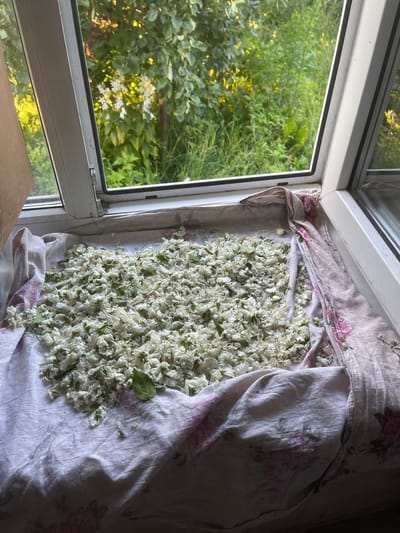 The image shows a pile of small white flower petals, possibly jasmine or a similar fragrant flower, spread out on a floral-patterned cloth. The cloth is draped over a windowsill, allowing the petals to dry in the sun. Through the window, lush green foliage is visible, suggesting an outdoor setting, likely a garden or yard. The lighting indicates it is daytime, with sunlight streaming in and casting shadows. The overall scene suggests a peaceful, domestic activity of drying flowers for later use, perhaps for making tea, potpourri, or for crafting. The window frame appears to be made of white plastic, typical of modern windows. There is no visible text in the image.