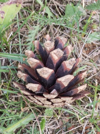 A close-up, overhead shot shows a pine cone resting on a bed of dry and green grass. The pine cone, primarily dark brown with lighter brown edges on its scales, is the central subject, angled slightly off-center. Surrounding it, blades of grass vary in color from pale yellow to vibrant green, some short and sparse, others longer and more dense. The ground beneath the grass appears to be a mixture of dry soil and organic matter. The lighting suggests an outdoor setting, possibly during daylight hours. The scene is devoid of any human presence or activity. The location is specified as the village of Гожскі сельскі Савет, Belarus.