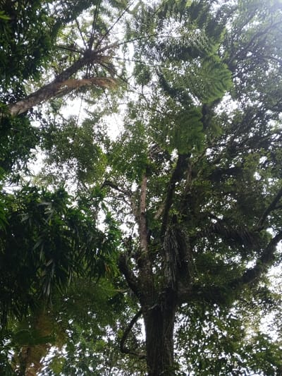 A low-angle shot captures a dense canopy of diverse trees. Tall, moss-covered tree trunks stretch upwards, supporting branches laden with various green leaves, some linear and others broader. Ferns perch on the branches, and long, stringy plants dangle down. The sky peeks through the leaves, creating a bright, diffuse background.