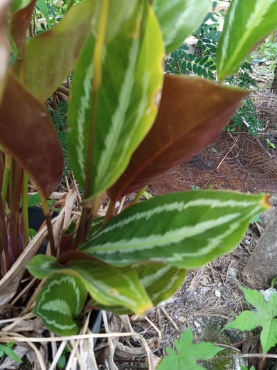The image shows a plant with green and white striped leaves, and reddish-brown leaves. The plant is growing near a tree trunk and some ground cover, including what appears to be a maple-leaf shaped plant. The location is Buketteukuh, Indonesia. The scene is generally overgrown and somewhat unkempt, with a mixture of live plants, dead leaves, and other debris on the ground. No people or specific actions are evident.