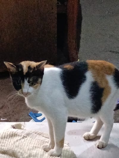 A tri-colored cat with black, white and orange fur stands on a light-colored floor. The cat has a white chest and belly. It is facing the left side of the image, with its head tilted towards the ground. The cat's tail is not visible. The background is a dark brown, possibly wooden, structure. The cat is standing on a white and tan colored towel, and a light blue plastic object is visible in the background. The location of the image is in Kecamatan Arjasa, Indonesia at latitude: -7.778, longitude: 114.135.