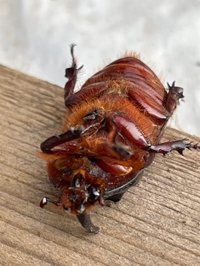 A brown, fuzzy beetle, possibly deceased and lying on its back, is positioned on a wooden surface. The beetle has prominent legs, some of which are extended. The wooden surface appears to be weathered planks. The background is out of focus, showing a light-colored, textured surface. The image was taken outdoors, with natural light. The location of Krasnyye Barrikady, Russia, is not visually evident in the image itself.