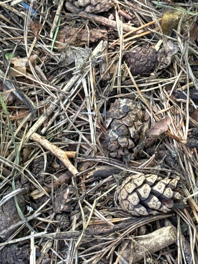 The image shows a close-up, overhead view of the forest floor in Soloneshnoye, Russia. The ground is covered with a dense layer of pine needles, dry grass, and twigs, interspersed with several pine cones. Two prominent pine cones are visible in the lower half of the image, with one larger, more open cone positioned in the bottom right, and a smaller, more tightly closed cone to its left. Scattered throughout the detritus are fragments of dried leaves and small pieces of wood. The overall impression is of a natural, undisturbed forest environment. There are no people or animals present in the image.