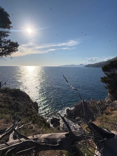 The image depicts a coastal landscape in Petrovac centar, Montenegro. A bright sun shines in the upper left quadrant, casting a brilliant reflection on the deep blue ocean. The water is choppy, with small waves crashing against rocky outcrops. Several birds are visible in the sky, soaring against a clear blue backdrop. The foreground features a rugged, overgrown cliffside with dry, weathered tree branches scattered across the terrain. In the distance, a hilly coastline stretches along the horizon, shrouded in a light haze. The overall scene conveys a sense of natural beauty and tranquility, typical of a Mediterranean coastal environment.