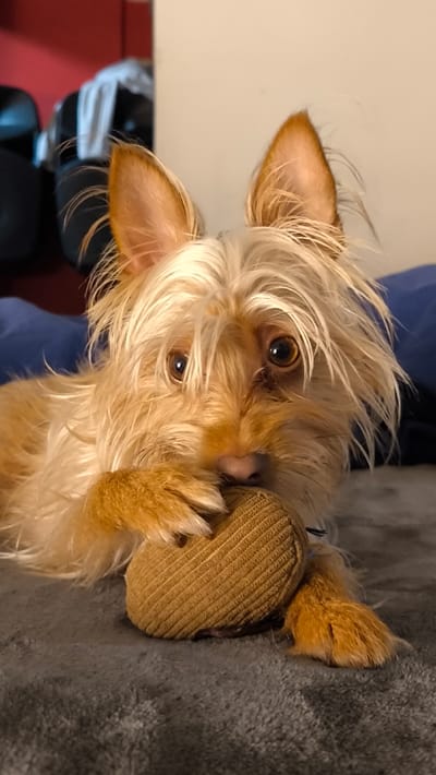 A small, long-haired canine, exhibiting light brown and blonde fur, is positioned on a dark grey, textured fabric surface. The dog features erect ears and dark, forward-gazing eyes, with light fur partially obscuring its face. It holds a medium brown, ribbed, ring-shaped object in its mouth and between its front paws. A section of dark blue fabric is visible to the immediate left of the canine. The background consists of a light beige wall. In the upper left background, out of focus, a dark red surface is visible behind several dark objects and a white item. The scene is located in Ripollet, Spain.