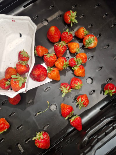 The image shows a collection of strawberries spilled from a white paper punnet into a black plastic container. The strawberries are mostly red and appear to be fresh, with some showing green leaves attached. The container has a textured surface with rectangular slots. The scene is an overhead shot, and the lighting suggests it is indoors. There are no people or visible signs of a specific location in Bremen, Germany. The overall impression is that of fruit that has been purchased and is being stored or transported.