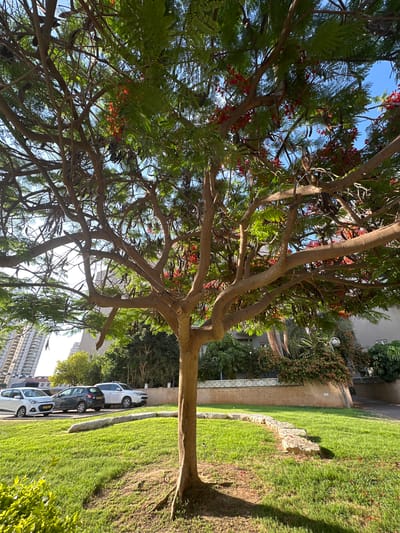 In Petah Tikva, Israel, a blooming tree with vibrant red flowers dominates the foreground of this outdoor scene. The tree, with its thick, textured trunk and sprawling branches, is positioned in the center of a lush, green grassy area. Scattered across the lawn are fallen red flower petals. A winding path of large, flat stones meanders through the grass. In the background, several parked cars, including a white hatchback, a dark hatchback, and a white SUV, are visible on a paved surface. Beyond the cars, residential buildings and a building with many windows suggest an urban setting. The sky above is a clear, bright blue.