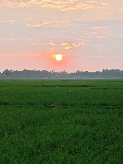 The image depicts a rural agricultural landscape in Mee Pangwa, Indonesia, at sunrise or sunset. The foreground and midground consist of expansive, vibrant green rice paddies. One white egret is visible standing within the rice paddy in the mid-left quadrant. Several dark, slender poles are sparsely distributed throughout the cultivated fields. A dense line of various trees, including taller palm trees, forms the distant horizon, with faint outlines of buildings from a settlement discernible behind the foliage through a light atmospheric haze. The sky above is colored with shades of pale orange, pink, and light blue, featuring scattered, light cloud formations. A bright, circular orange-yellow sun is prominently situated above the distant tree line. No human figures or direct interactions are clearly visible.