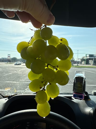 A bunch of green grapes is held by a person's fingers in front of a car's windshield, obscuring the view of a parking lot and buildings in the city of Grand Prairie, United States of America. The grapes are backlit by the sun, and some appear to have water droplets on them. In the lower part of the image, a black steering wheel and part of a car's dashboard are visible. To the right of the grapes, a car mount with a phone is attached to the windshield. The sky above is blue with some clouds.